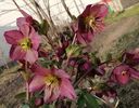 helleborus Ice N Roses Red