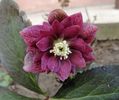 Helleborus Double Ellen Red