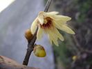 18 febr. 2020 - Arbustul zânei (Chimonanthus praecox)
