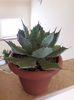Agave seemanniana
