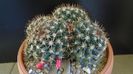 Mammillaria mammillaris