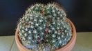 Mammillaria mammillaris