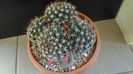 Mammillaria mammillaris