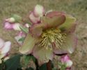 helleborus Ice N’ Roses CARLOTTA