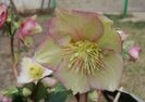 helleborus Ice N’ Roses CARLOTTA