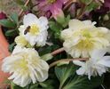 Helleborus_Snow_Frills
