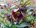 Helleborus orientalis Metallic Blue Lady