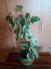 peperomia variegat
