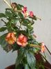 A PEACH ORCHARD a