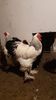 IMG-20191118-WA0026
