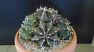 Gymnocalycium friedrichii (stenopleurum), colonie