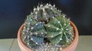 Gymnocalycium friedrichii (stenopleurum), colonie