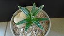 Agave victoriae-reginae