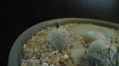 Turbinicarpus valdezianus
