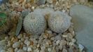Epithelantha greggii, 2 ex.