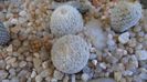 Epithelantha greggii, 2 ex.