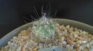 Turbinicarpus viereckii