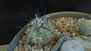 Turbinicarpus viereckii