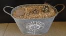 Echinocereus davisi brevispinus & Echinocereus davisi