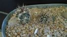 Echinocereus davisi brevispinus & Echinocereus davisi