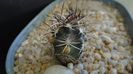 Echinocereus davisi brevispinus