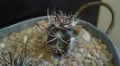 Echinocereus davisi brevispinus