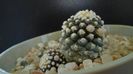 Copiapoa humilis ssp. tenuissima f. monstruosa