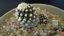 Copiapoa humilis ssp. tenuissima f. monstruosa