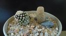 Thelocephala (Eriosyce) napina v. duripulpa & Copiapoa humilis ssp. tenuissima f. monstruosa