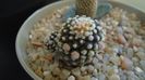 Copiapoa humilis ssp. tenuissima f. monstruosa