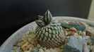 Turbinicarpus pseudopectinatus