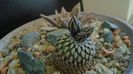 Turbinicarpus pseudopectinatus