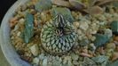 Turbinicarpus pseudopectinatus