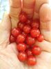 Wild Tomato
