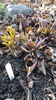 helleborus purpurascens(spânz)