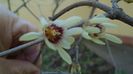 29 febr. 2020: Arbustul zânei (Chimonanthus praecox)