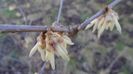 29 febr. 2020: Arbustul zânei (Chimonanthus praecox)