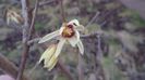 29 febr. 2020: Arbustul zânei (Chimonanthus praecox)