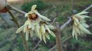 29 febr. 2020: Arbustul zânei (Chimonanthus praecox)