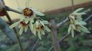 29 febr. 2020: Arbustul zânei (Chimonanthus praecox)