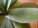 Agave ovatifolia