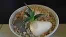Agave utahensis