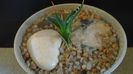 Agave utahensis
