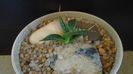 Agave utahensis