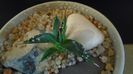 Agave utahensis
