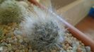 Mammillaria guelzowiana