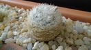 Mammillaria lasiacantha v. denudata
