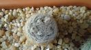 Mammillaria lasiacantha v. denudata