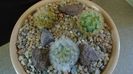 Grup de 3 Mammillaria carmenae