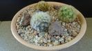 Grup de 3 Mammillaria carmenae